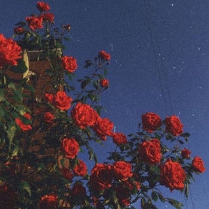 Meet your Posher, Haven